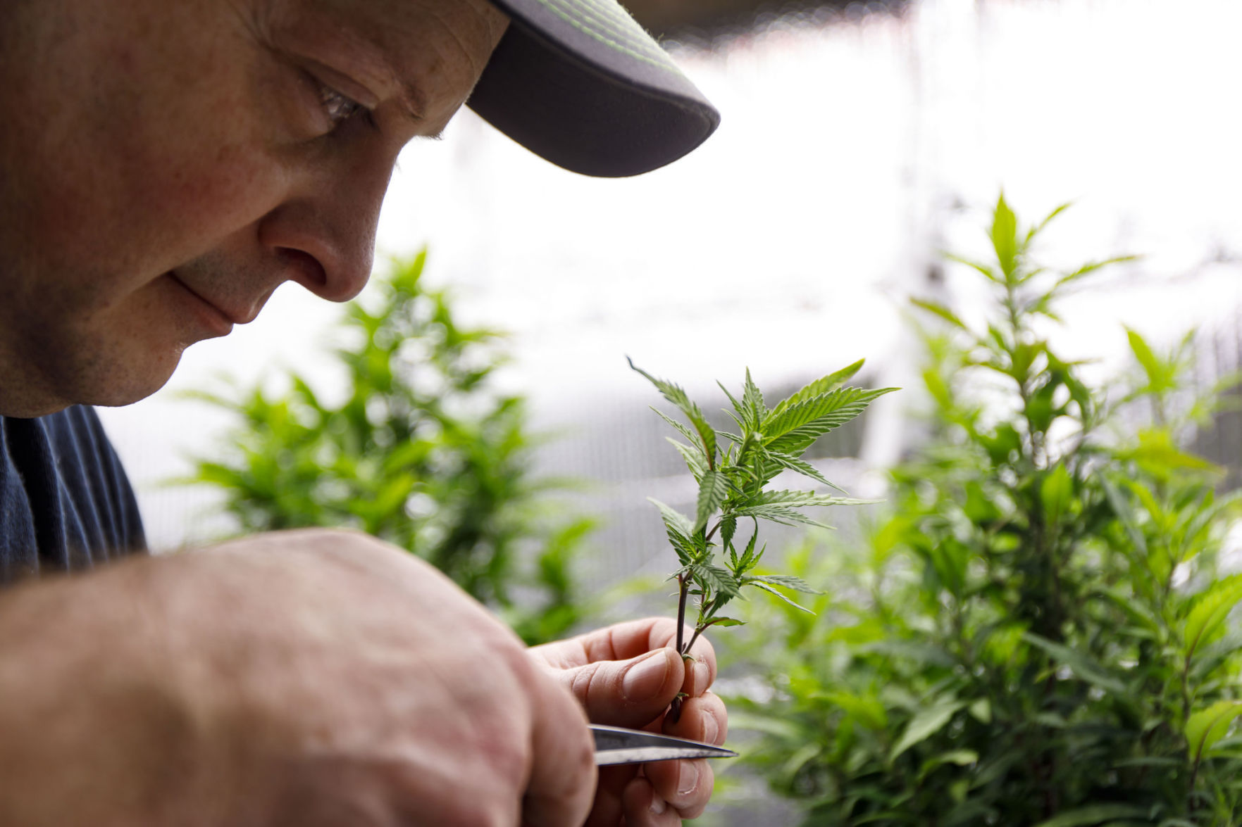 US-NEWS-FRUSTRATED-WITH-SHORTAGES-MEDICAL-MARIJUANA-3-TB.jpg